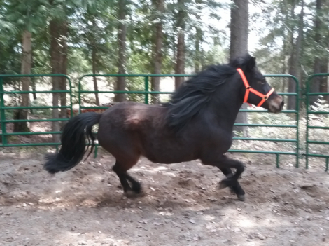 HorseID: 2314829 Maddy - PhotoID: 1100645