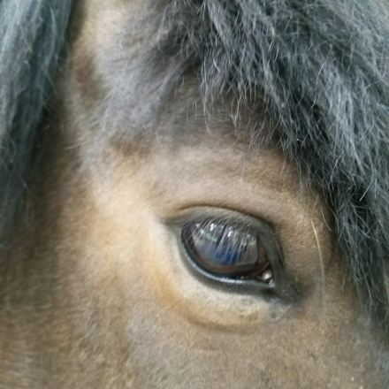 HorseID: 2314829 Maddy - PhotoID: 1100646