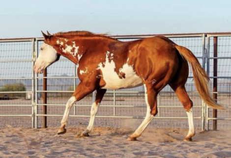 HorseID: 2314833 CHOCTAW - PhotoID: 1100655