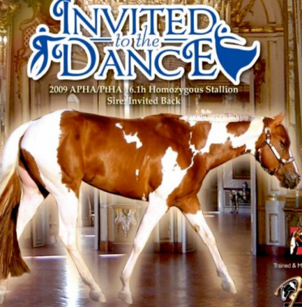 HorseID: 2314833 CHOCTAW - PhotoID: 1100817