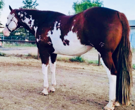 HorseID: 2314833 CHOCTAW - PhotoID: 1101024