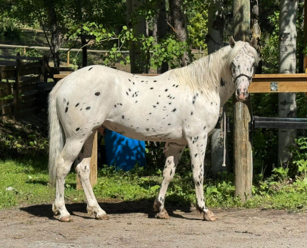 HorseID: 2314834 The Mischief Maker - PhotoID: 1100657