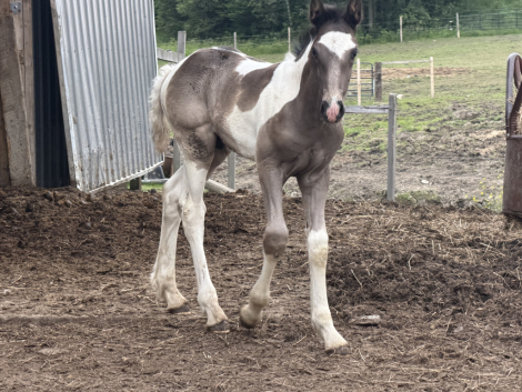 HorseID: 2314838 Havoc - PhotoID: 1100660