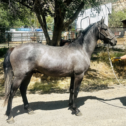 HorseID: 2314840 Andiamo Viento - PhotoID: 1100661