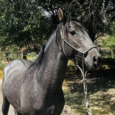 HorseID: 2314840 Andiamo Viento - PhotoID: 1100662