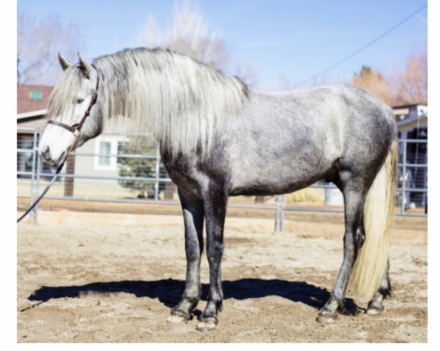 HorseID: 2314840 Andiamo Viento - PhotoID: 1100663