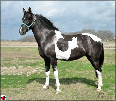 HorseID: 2314840 Andiamo Viento - PhotoID: 1100664