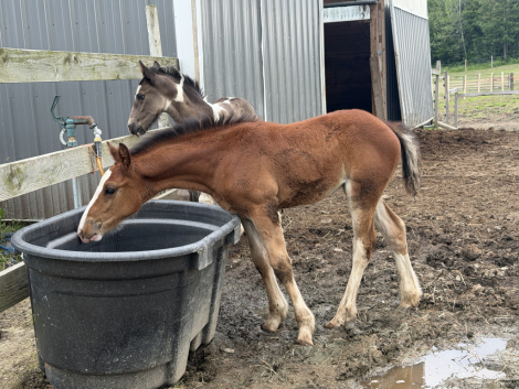 HorseID: 2314841 Magnolia - PhotoID: 1100665