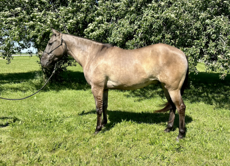 HorseID: 2314847 MAVSPRETTYPEPPY - PhotoID: 1100674