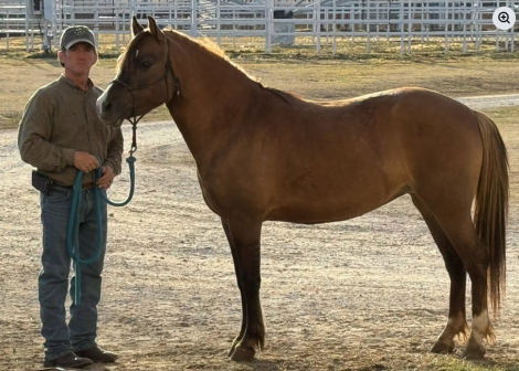 HorseID: 2314849 TH Zeba - PhotoID: 1100679