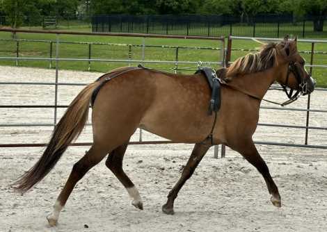 HorseID: 2314849 TH Zeba - PhotoID: 1100680