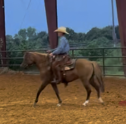 HorseID: 2314849 TH Zeba - PhotoID: 1100681