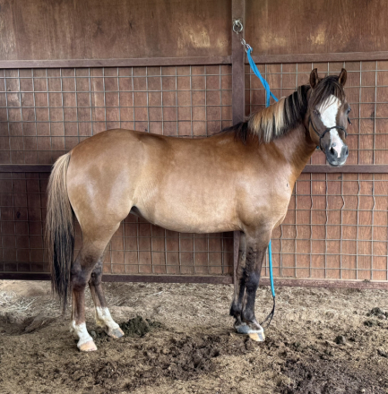HorseID: 2314849 TH Zeba - PhotoID: 1100682
