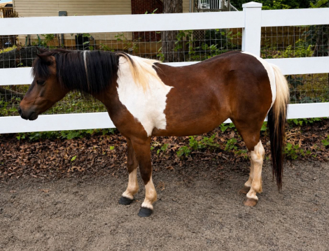 HorseID: 2314851 Daisy Duke - PhotoID: 1100684
