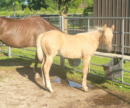 HorseID: 2314852 Nacho shining star - PhotoID: 1100685