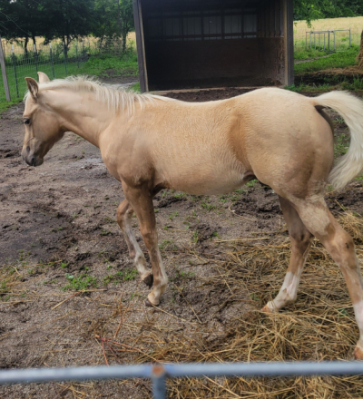 HorseID: 2314852 Nacho shining star - PhotoID: 1100686