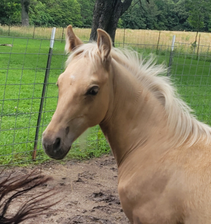 HorseID: 2314852 Nacho shining star - PhotoID: 1100687