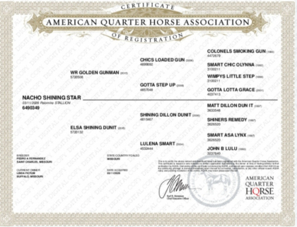 HorseID: 2314852 Nacho shining star - PhotoID: 1100688