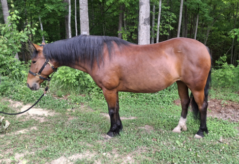 HorseID: 2314864 Bell - PhotoID: 1100690