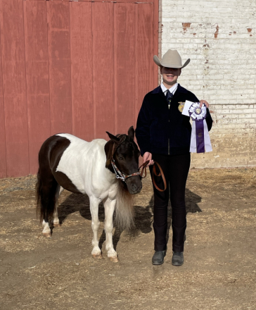 HorseID: 2314866 Mooreacres Rebellious Encore - PhotoID: 1100968