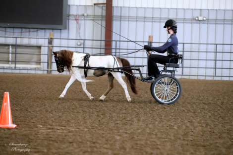 HorseID: 2314866 Mooreacres Rebellious Encore - PhotoID: 1100970