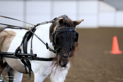 HorseID: 2314866 Mooreacres Rebellious Encore - PhotoID: 1100971