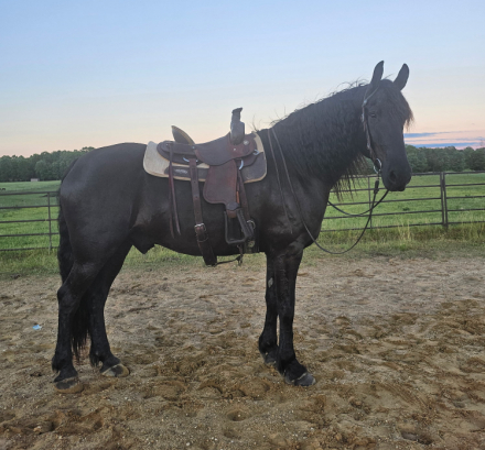 HorseID: 2314867 Thunder - PhotoID: 1100692