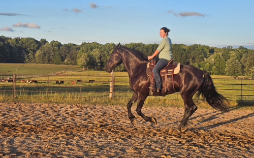 HorseID: 2314867 Thunder - PhotoID: 1100693