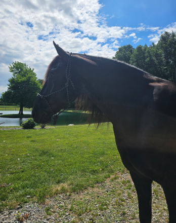 HorseID: 2314867 Thunder - PhotoID: 1100695