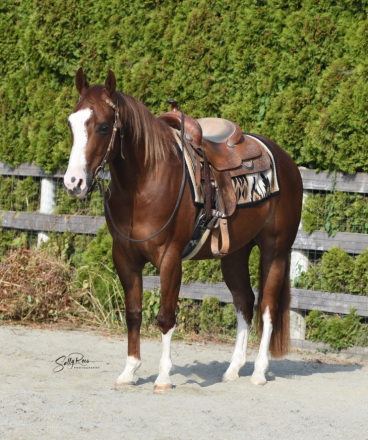 HorseID: 2314872 Picassos Imprint - PhotoID: 1100699