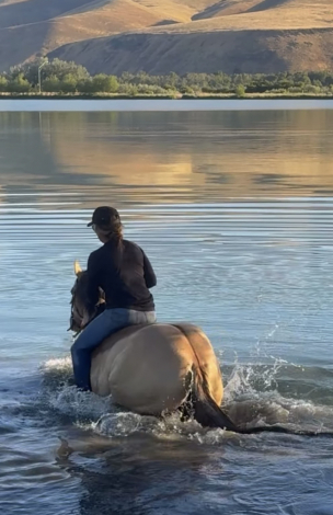 HorseID: 2314885 SHINING C ALLTHAT JAZ - PhotoID: 1100701