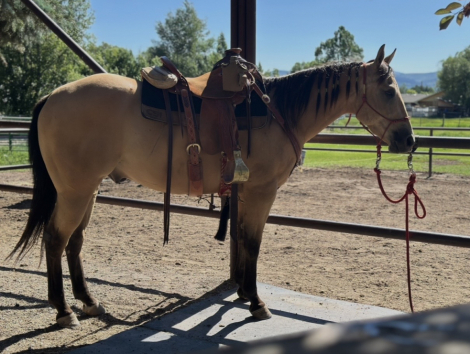 HorseID: 2314886 Uno Shiney Chex - PhotoID: 1100702
