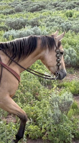 HorseID: 2314886 Uno Shiney Chex - PhotoID: 1100703
