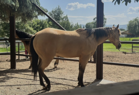 HorseID: 2314886 Uno Shiney Chex - PhotoID: 1100704