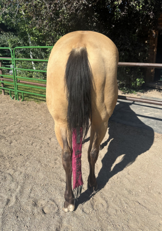 HorseID: 2314886 Uno Shiney Chex - PhotoID: 1100705