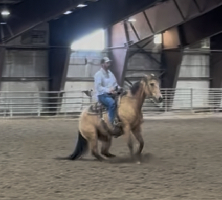 HorseID: 2314886 Uno Shiney Chex - PhotoID: 1100707
