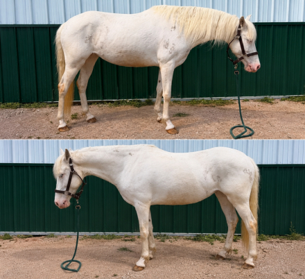 HorseID: 2314889 Rain - PhotoID: 1100708
