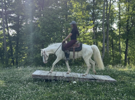 HorseID: 2314889 Rain - PhotoID: 1100711