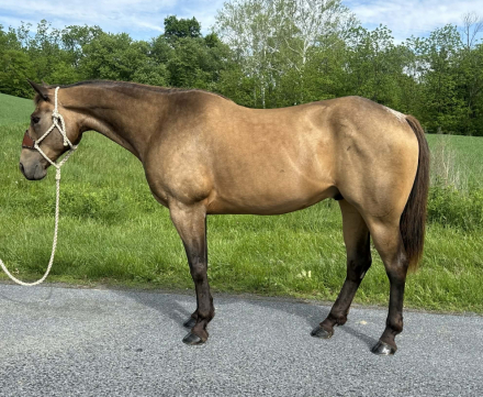 HorseID: 2314892 Coffee - PhotoID: 1100716