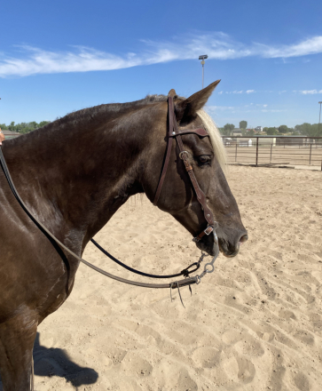 HorseID: 2314893 Grayson - PhotoID: 1100718