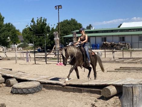 HorseID: 2314893 Grayson - PhotoID: 1100719