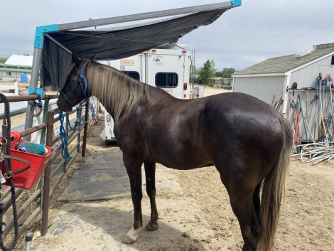 HorseID: 2314893 Grayson - PhotoID: 1100720