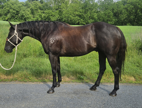 HorseID: 2314894 HOOT - PhotoID: 1100721