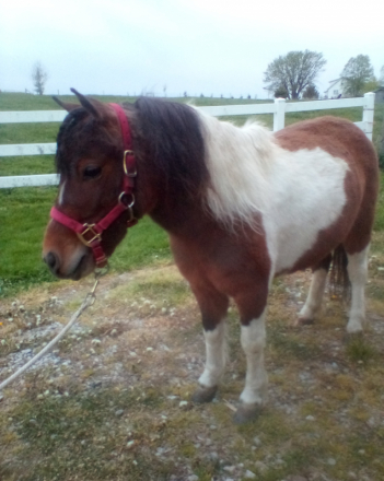 HorseID: 2314898 Misty - PhotoID: 1100724