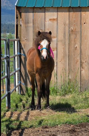 HorseID: 2314899 Blesi from Gaited Acres - PhotoID: 1100725
