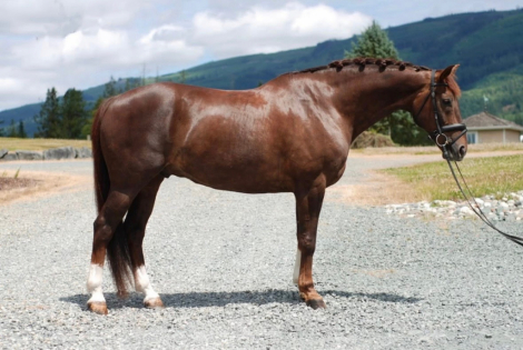 HorseID: 2314900 JOYTANGO-B - PhotoID: 1100732