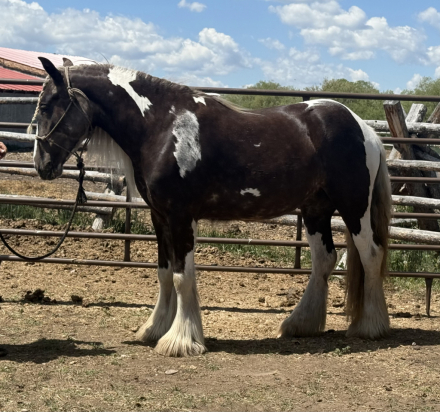 HorseID: 2314902 Renaissance’s Platinum Diva - PhotoID: 1100748