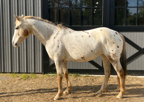 HorseID: 2314904 Pinky - PhotoID: 1100727