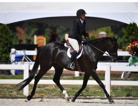 HorseID: 2314906 Memphis - PhotoID: 1100734