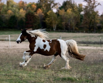 HorseID: 2314911 Bonbon - PhotoID: 1100744